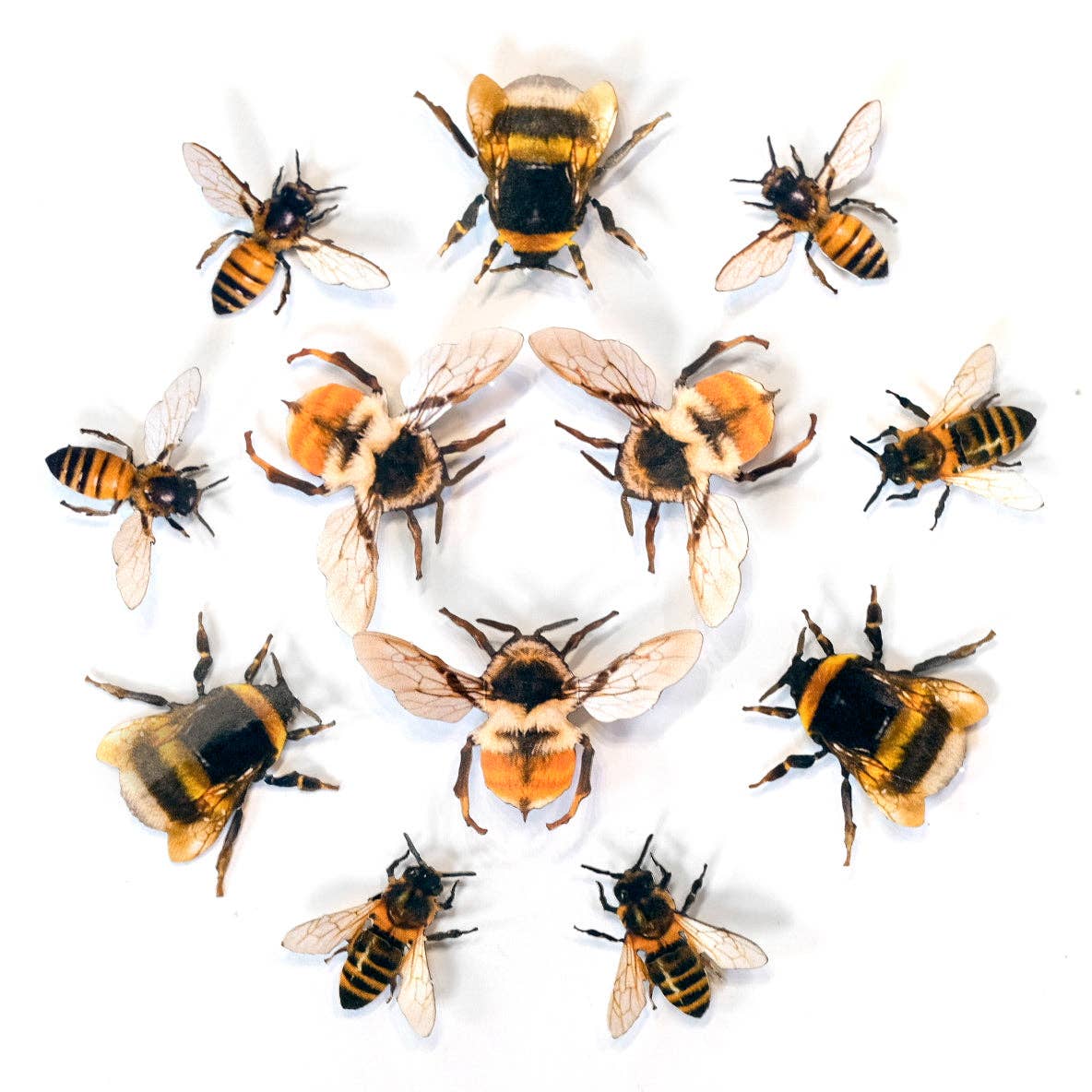 The Bees Knees' Collection 12 piece Set – The Paper Canopy