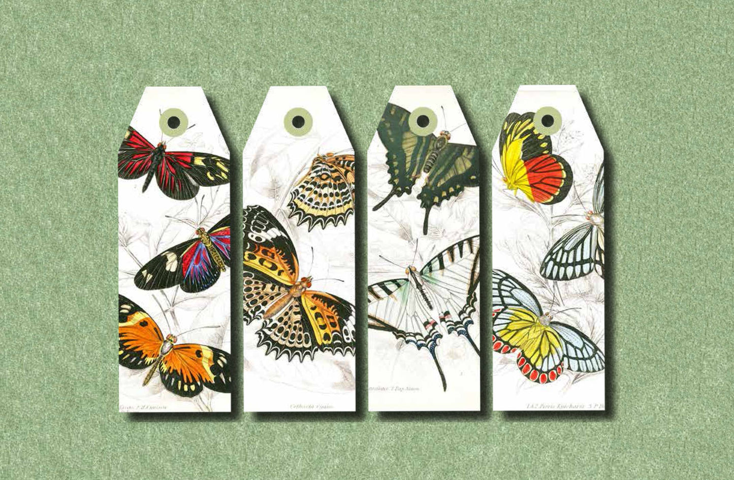 Papercraft Book: Natural History
