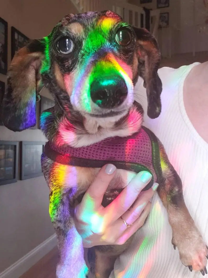 Dachshund Sun Catcher