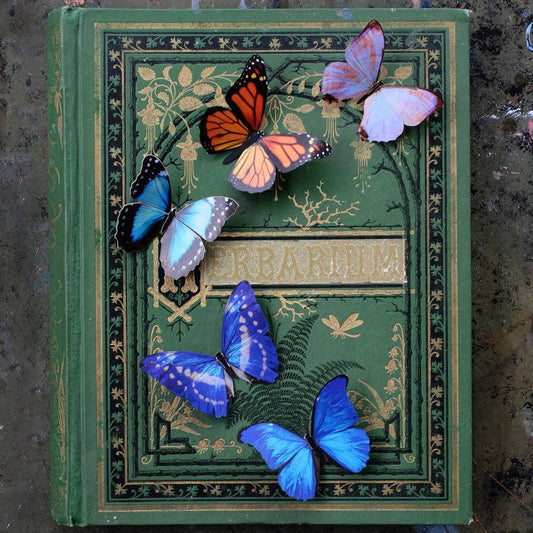 Morphos and Monarch Butterfly Set