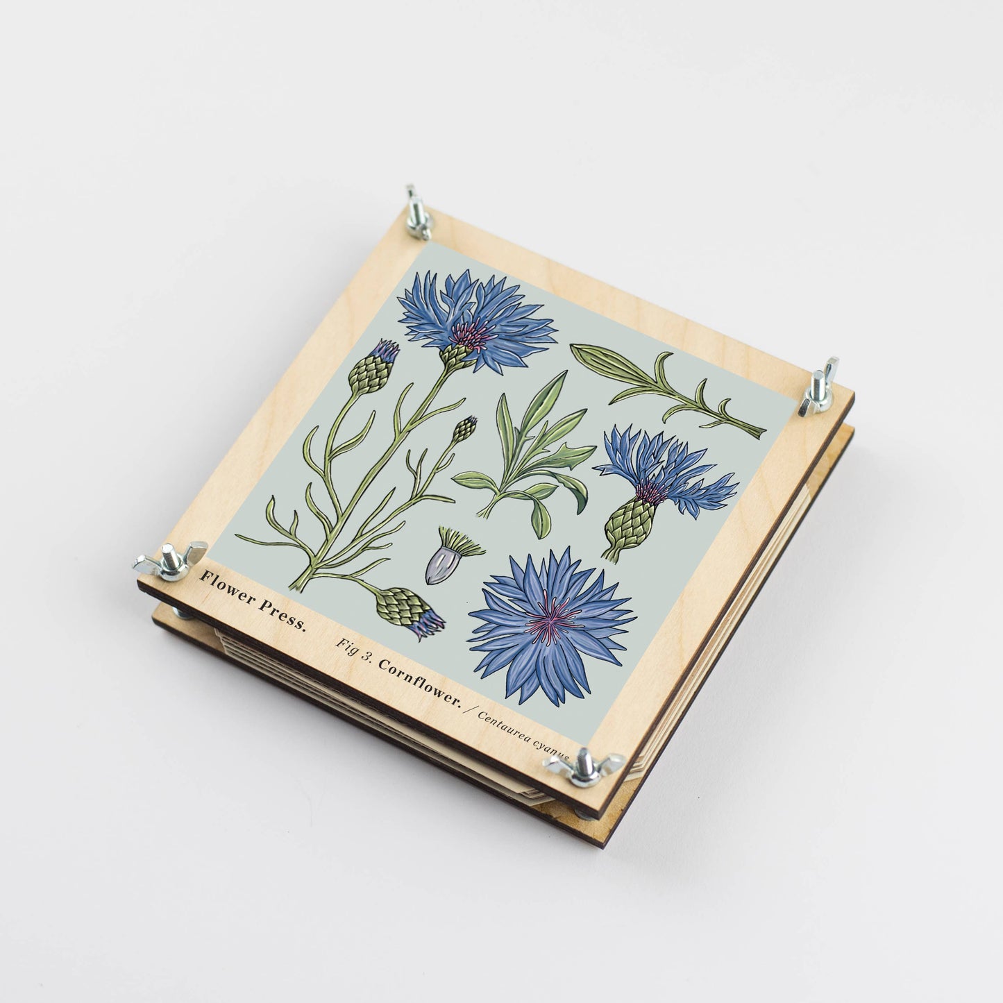 Flower Press - Cornflower