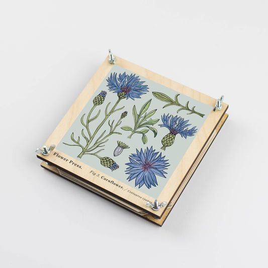 Flower Press - Cornflower