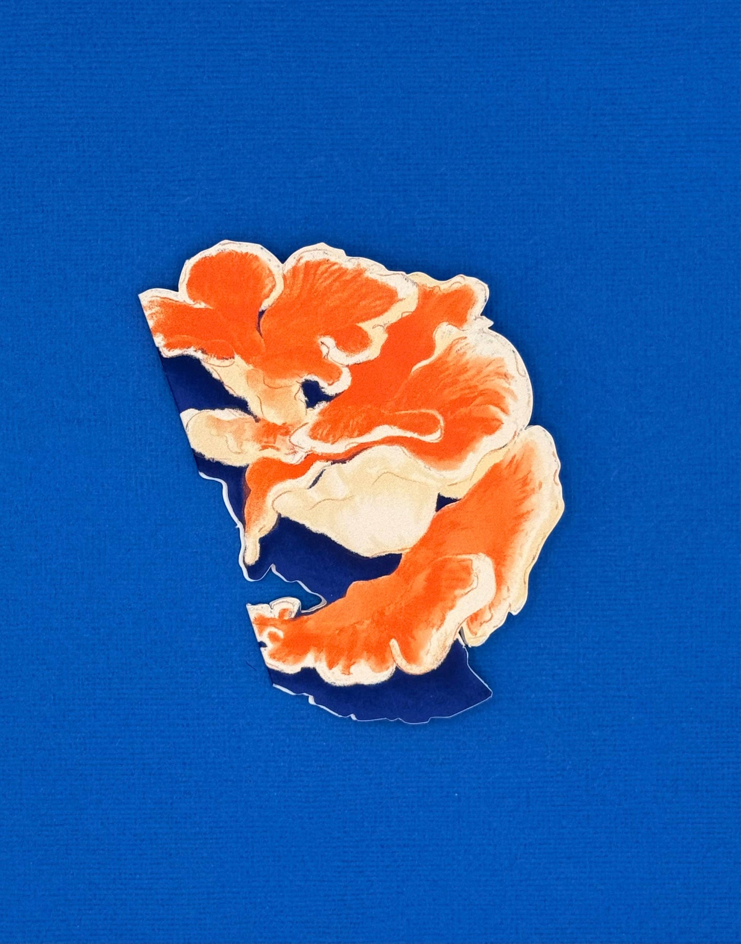 Foraged Fungi Die-Cut Greeting Card Set