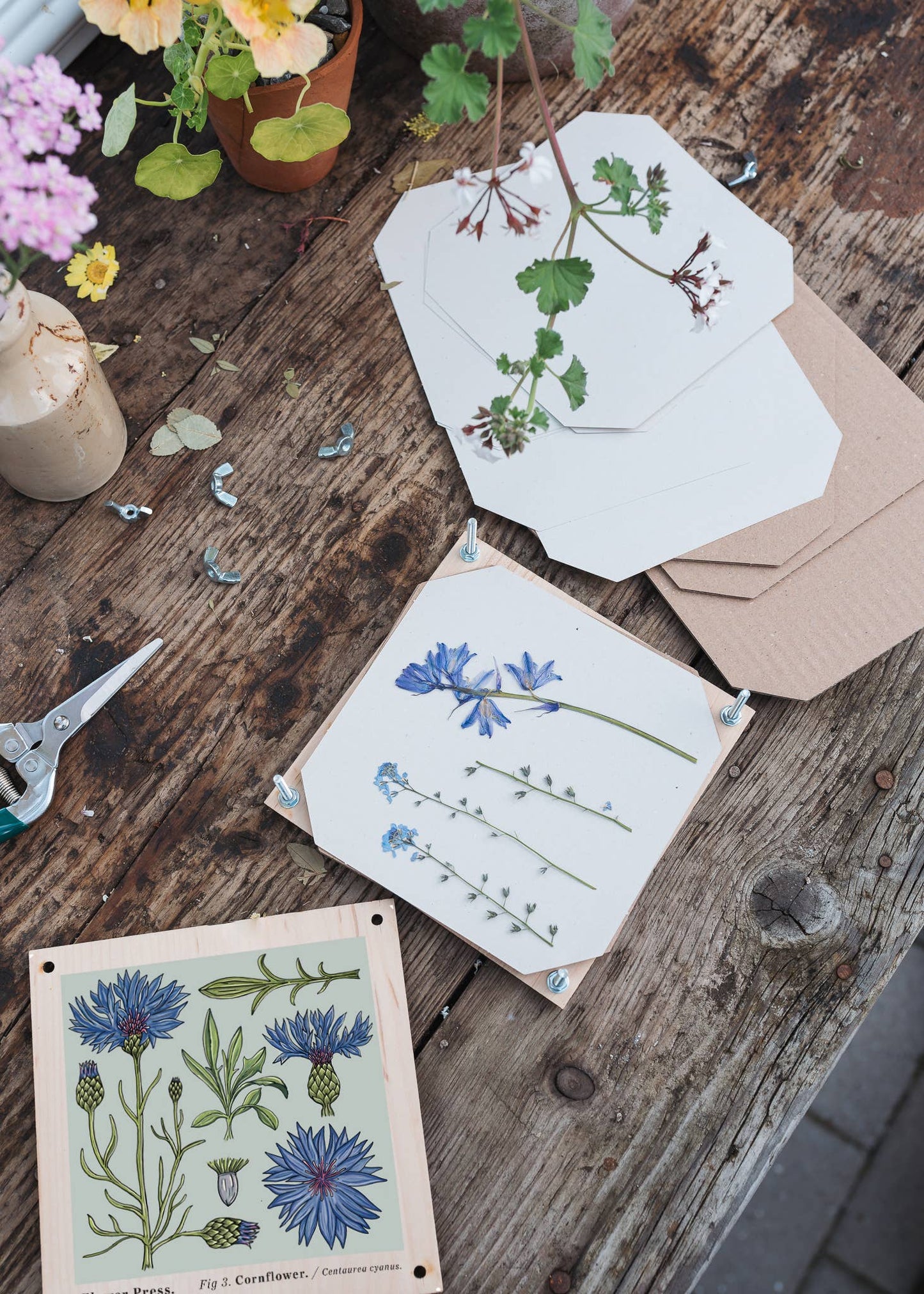 Flower Press - Cornflower
