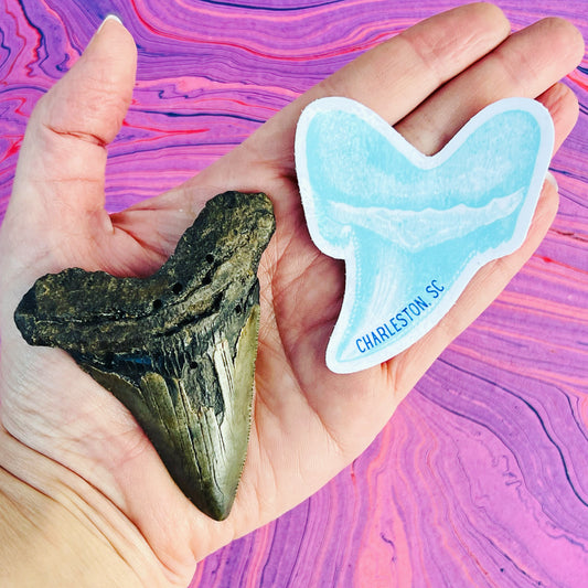 Shark Tooth Sticker