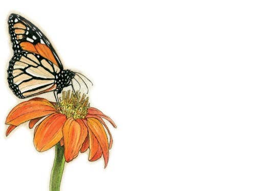 Monarch Butterfly Tiny Cards | Pack of 60 "Love Notes"